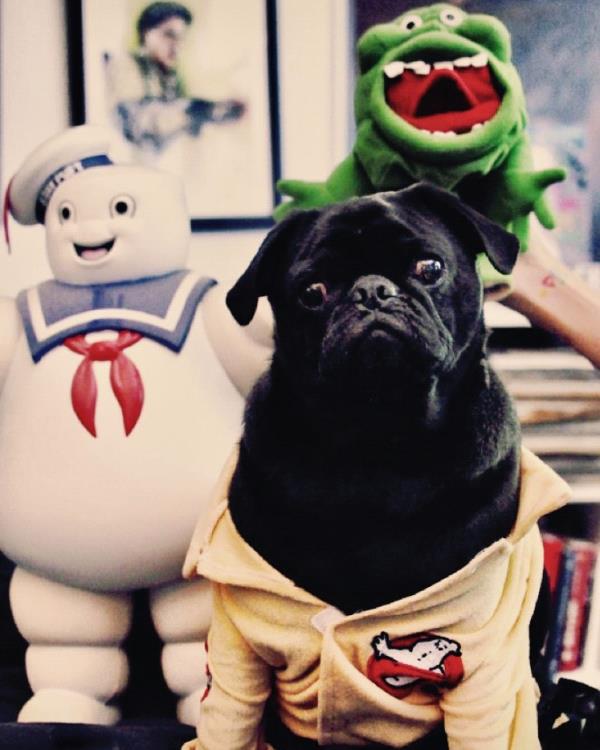 /Images/uploads/PUG NATION RESCUE OF LOS ANGELES/pugnationcalendar/entries/2431thumb.jpg